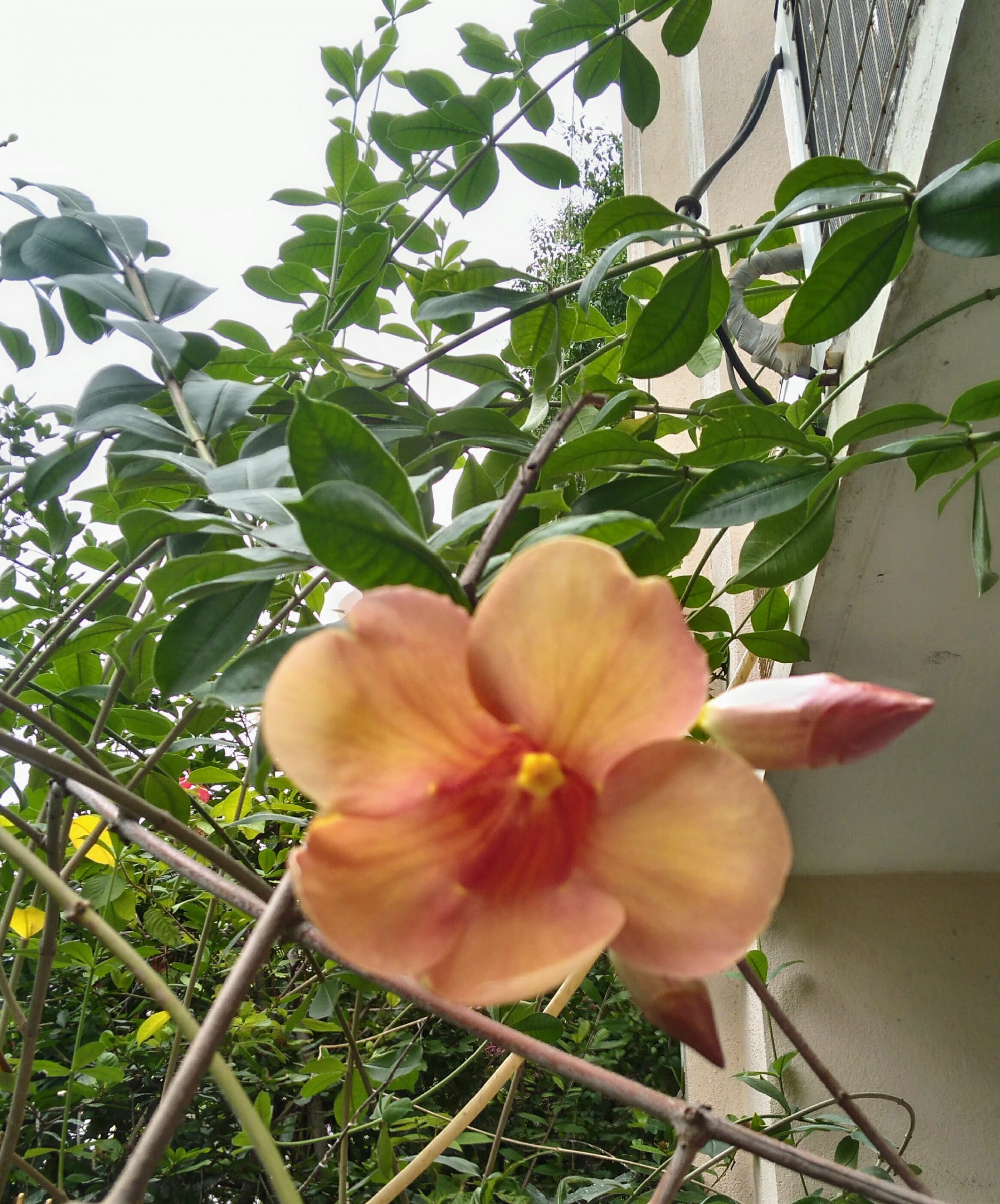 மழை